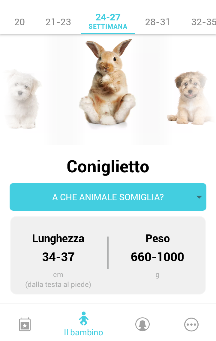 Coniglietto